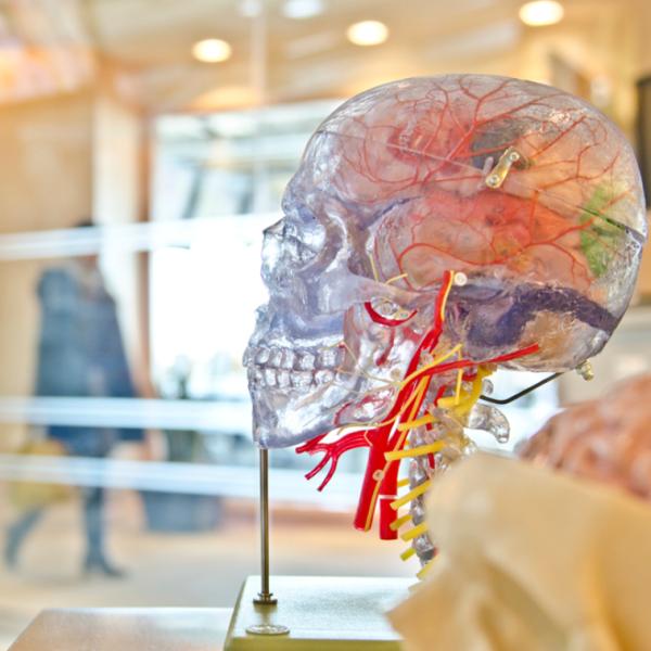 cancer-chemo-drug-reverses-alzheimers