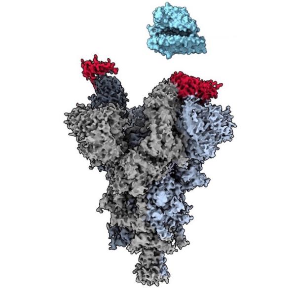 sars cov2 spike and antibody fragment