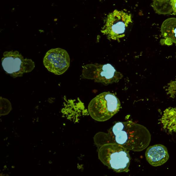 cells under microscope